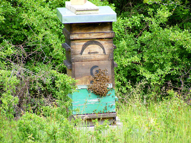 Beehive with swarm, Loir et Cher, France. Photo by Loire Valley Time Travel.