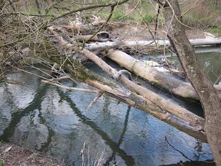 patuxent catfish