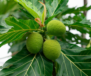 4 Extraordinary Medicinal Uses of Breadfruit