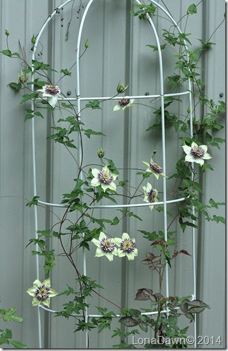 Clematis Florida Sieboldii3