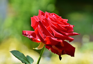 Top 7 Benefits of Rose in Punjabi,ਗੁਲਾਬ ਦੇ ਫੁੱਲ ਦੇ ਫ਼ਾਇਦੇ