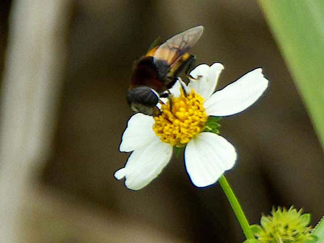 insect, flower, fly or bee