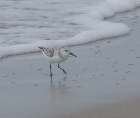 Sanderling (Calidris alba) 