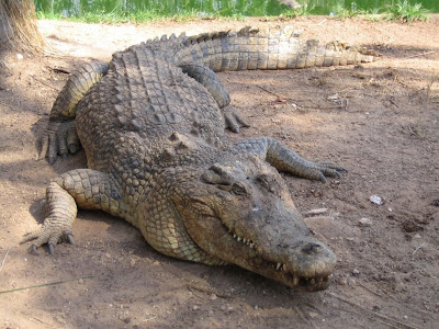 Heavy and Danger Crocodile in Natural Environment 