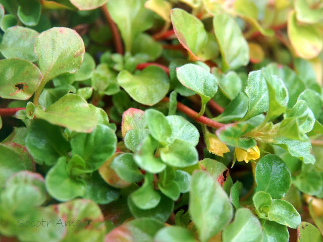 Lysimachia japonica