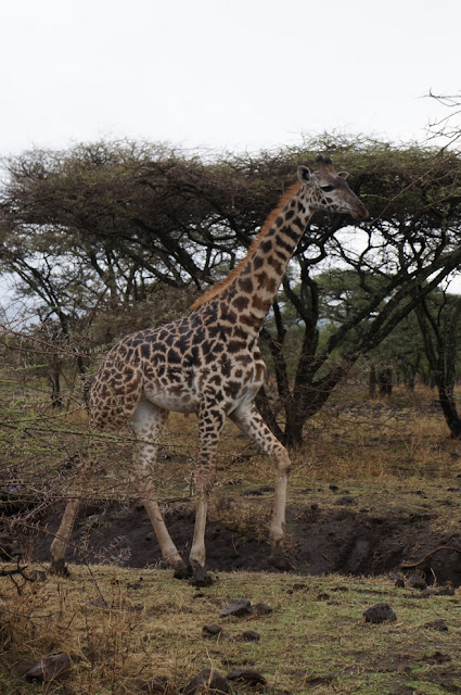 Serengeti National Park