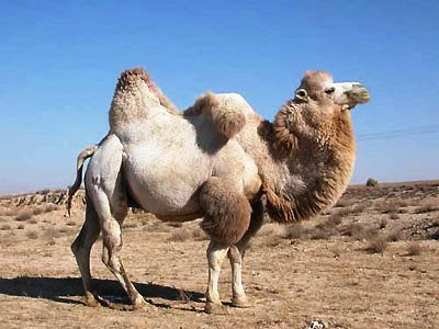 Camelus bactrianus (Camello bactriano)