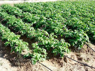 Plantas de la patata.- (c)J.Portero 2008 