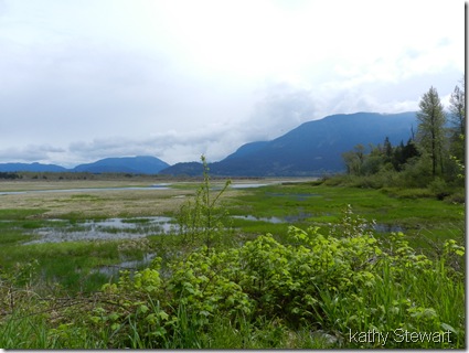 Rising water in the estuary