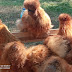 Golden silkie for sale