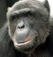 chimp Matthew