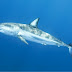 I love sharks & shark week!