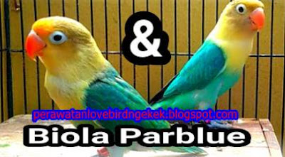 Perbedaan Lovebird Biola Dan Lovebird Biasa