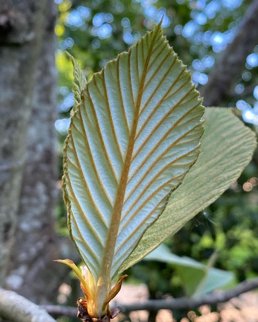 Рябина Хедлунда (Sorbus hedlundii)