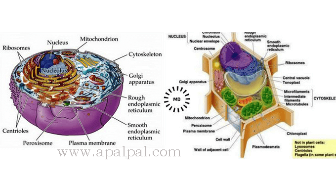 Mengenal Perbedaan  Sel  Hewan  dan  Sel  Tumbuhan 