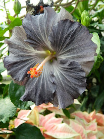 Black tropical Hibiscus rosa sinensis hybrid bloom 2018 Allan Gardens Conservatory Winter Flower Show by garden muses--not another Toronto gardening blog