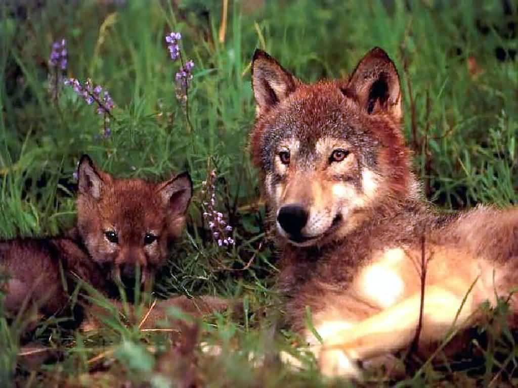 Red wolf with pup