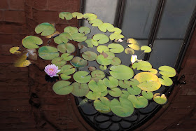 lilies floating in a pond, reflection of a chapel in the water