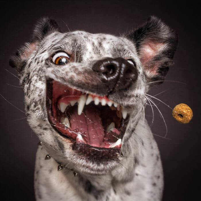 Hilarious Pictures Of Dogs Trying To Catch Treats In The Air