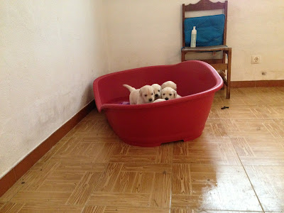 golden retriever puppies 