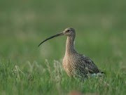 Adult Eurasian Curlew at Wels airport