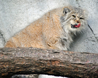 Pallas Cat Wallpaper