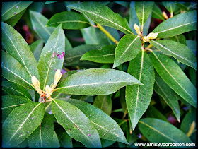 Primavera 2014: Vegetación