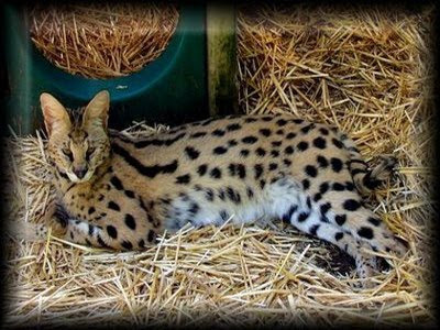 Savannah cat - Endangered Animals - Extinct Animals