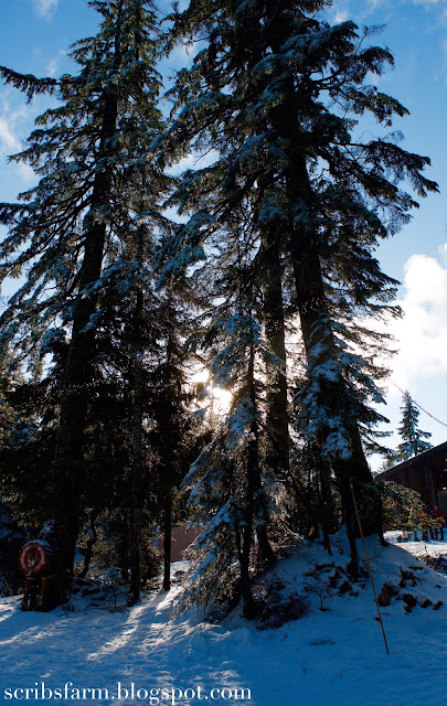 Snowy trees