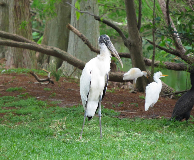 Wood Stork - Wakodahatchee Wetlands, Florida