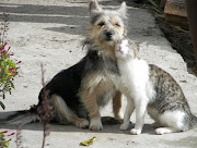 Cat and Dog Friendship (cat dog)