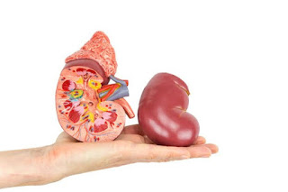 مقالة شاملة حول تضخم الكلى: أسبابه، أعراضه، وعلاجه