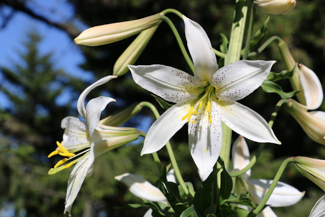 Лилия Вашингтон (Lilium washingtonianum)