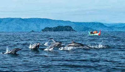 lumba-lumba-teluk-kiluan