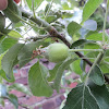 Apple Tree Not Bearing Fruit - Wet, cold weather could take toll on ornamental, fruit ... : Large trees may need more pruning (and a ladder!).
