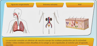 http://www.primaria.librosvivos.net/archivosCMS/3/3/16/usuarios/103294/9/6EP_Cono_cas_ud5_excrecion/frame_prim.swf