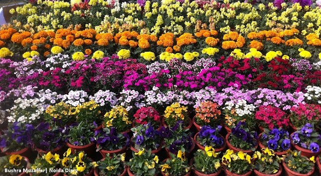 Noida Diary: 30th Noida Flower Show