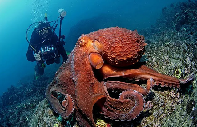 Гигантские тихоокеанские осьминоги