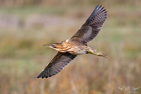 Bittern