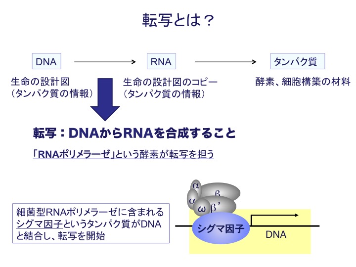 環境バイオテクノロジー研究室の講義ファイルと研究アーカイブス Rnaポリメラーゼシグマ因子とは