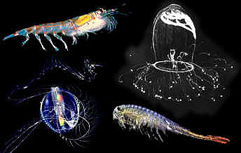  Zooplankton  Pemberi Kehidupan di Laut z i e z a r i a n