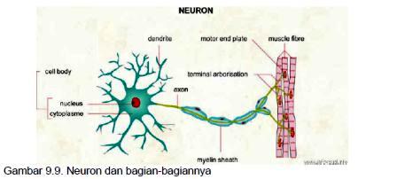  Jaringan  Saraf  Pada Hewan  My Ambition