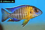 jenis cichlid afrika