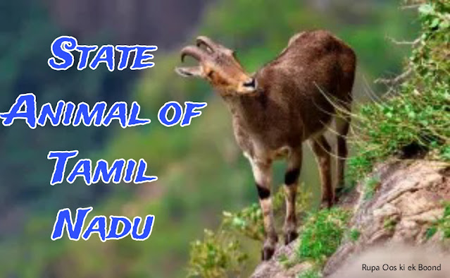 तमिलनाडु का राज्य पशु "नीलगिरि तहर" || State Animal of Tamilnadu "nilgiri tahr"