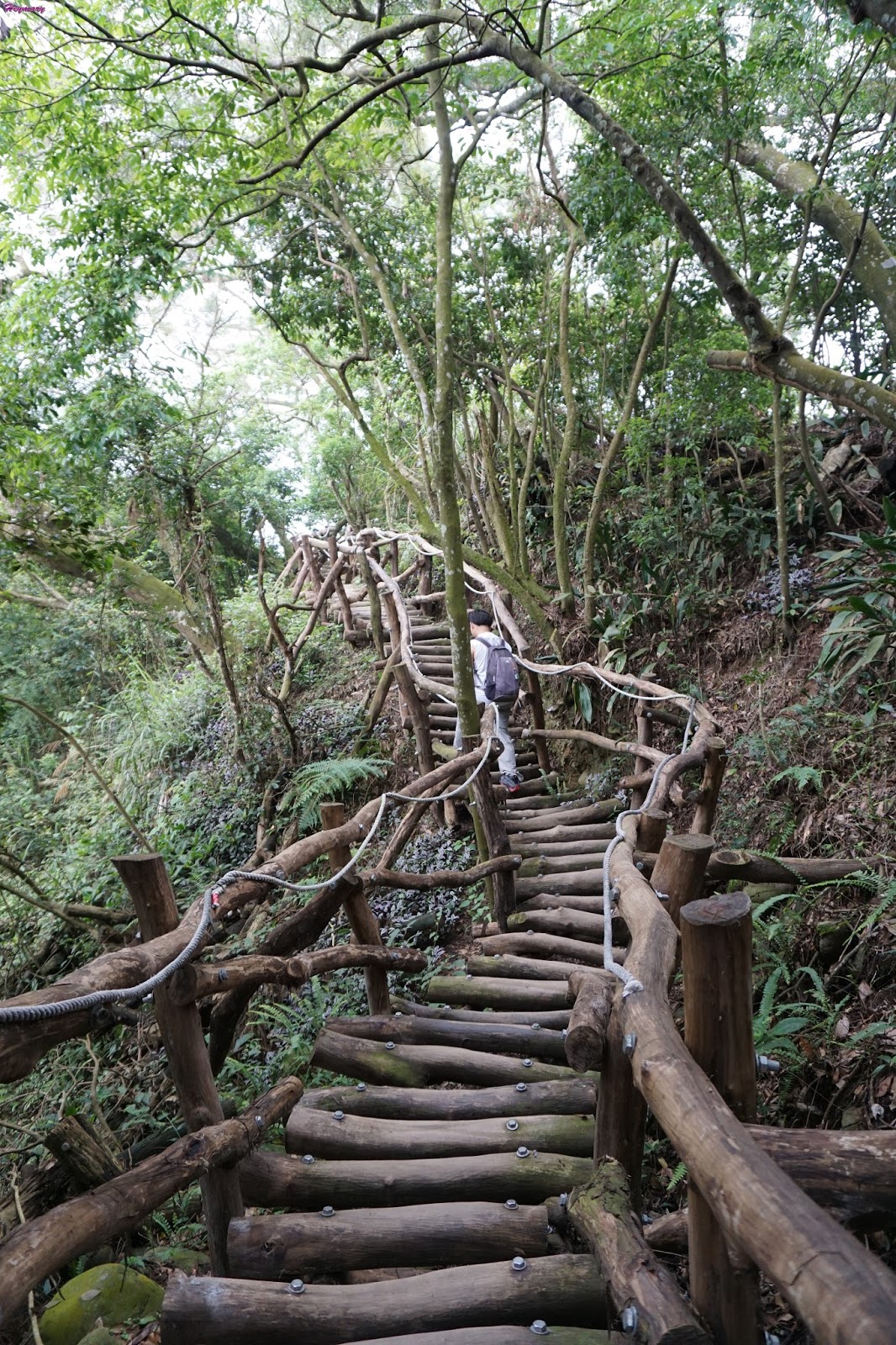 台中市北屯區/大坑二號步道