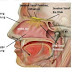 Fungsi Hidung Dan Bagian-Bagian Hidung | Cinta Sains
