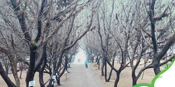 Lokawisata Pantai Cemara Sewu, Keindahan Cemara di Bantul