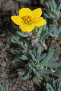 Dasiphora fruticosa çiçeği