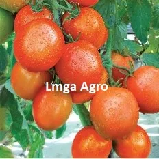 Tomat Natama Super, Buah Tomat, Tanaman Tomat, Bintang Asia, BCA, Lmga Agro Toko Pertanian, Toko Pertanian Terdekat