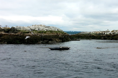 harbour seals trial island